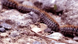 chenilles processionnaires